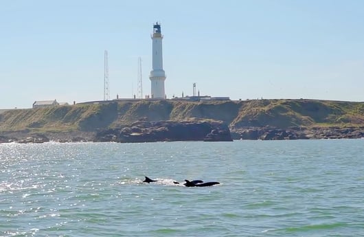 Einer der besten Orte in Europa, um Delfine zu beobachten
