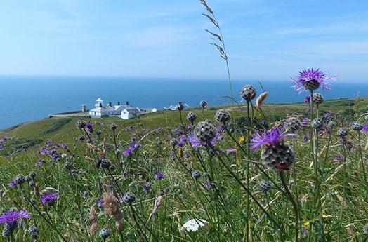 Atemberaubende Landschaft von Dorset